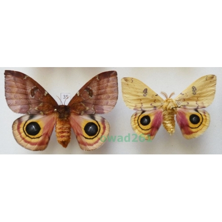 Automeris io (Fabricius, 1775) pair ex. ovo USA35